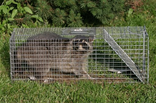 image of Racoon in Trap